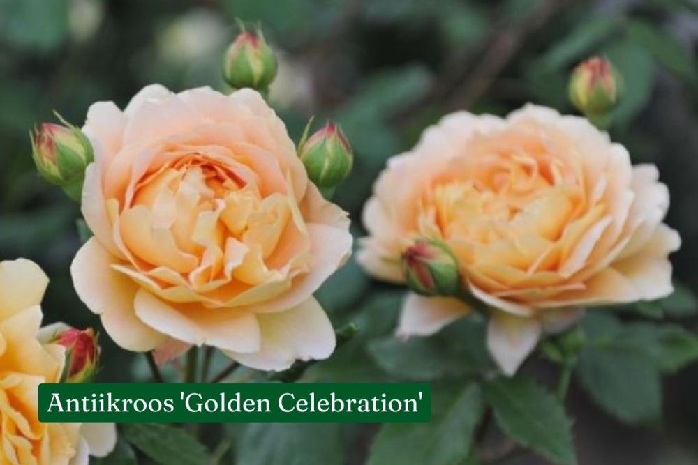 Roos Golden Celebration