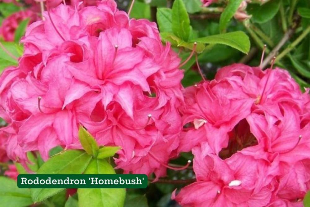 rododendron homebush