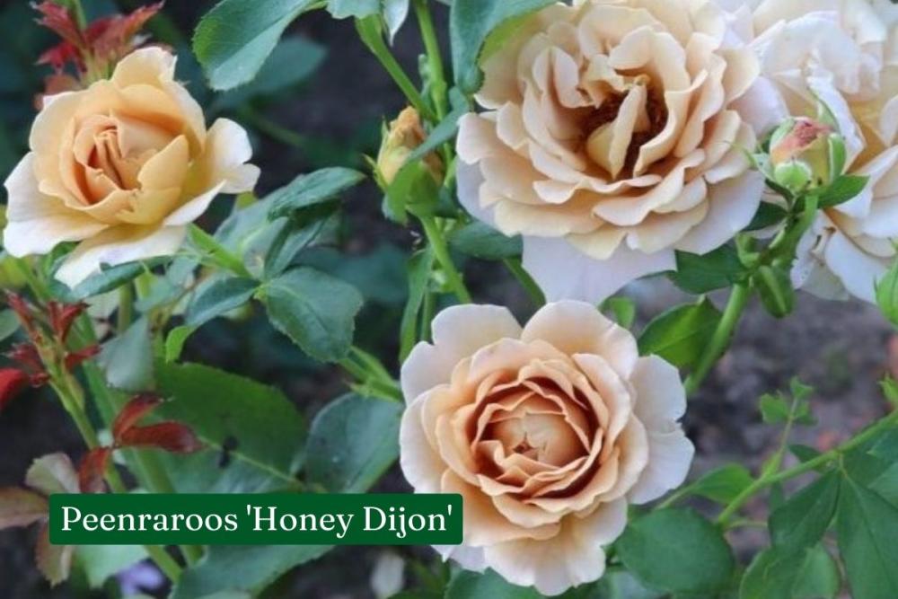 Roos Honey Dijon