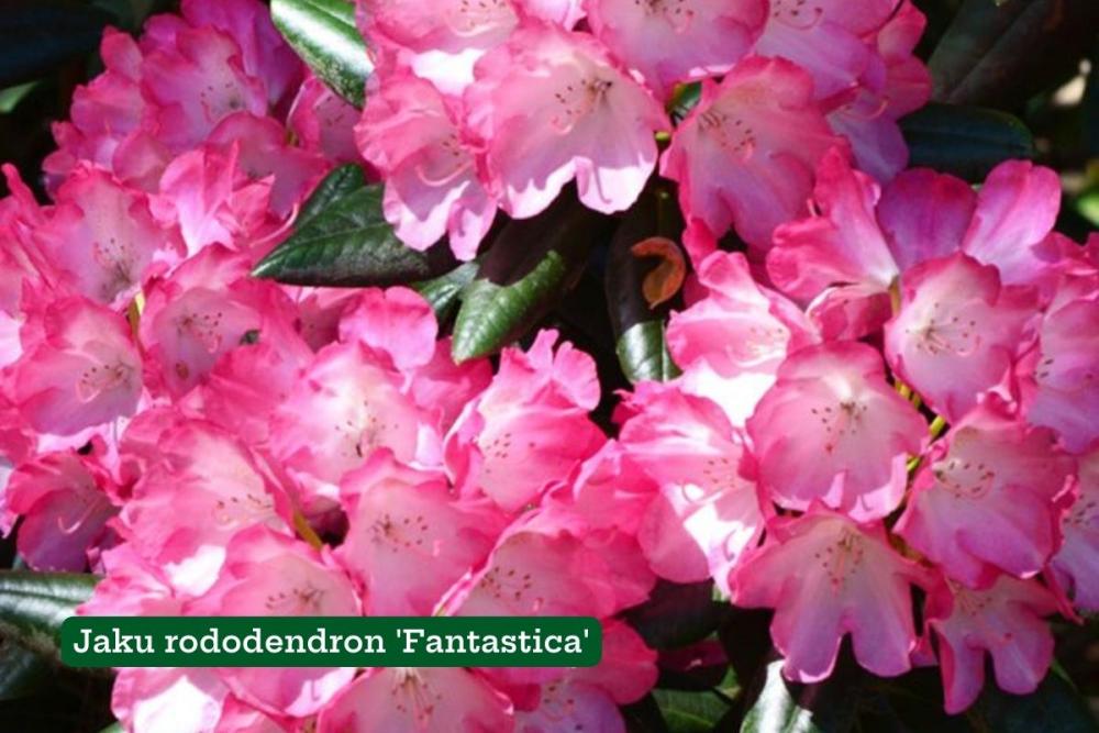 jaku rododendron fantastika