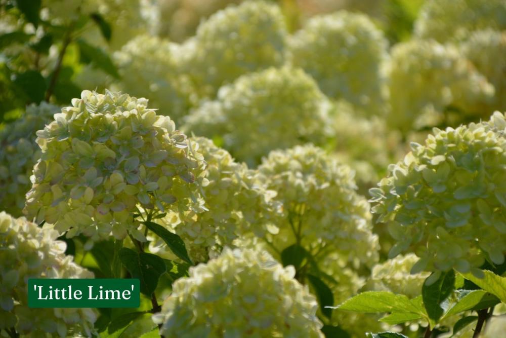 Aedhortensia Little Lime