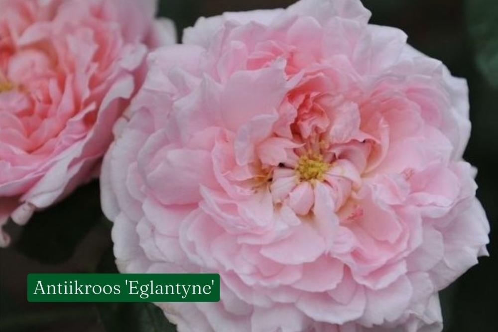 roos Eglantyne
