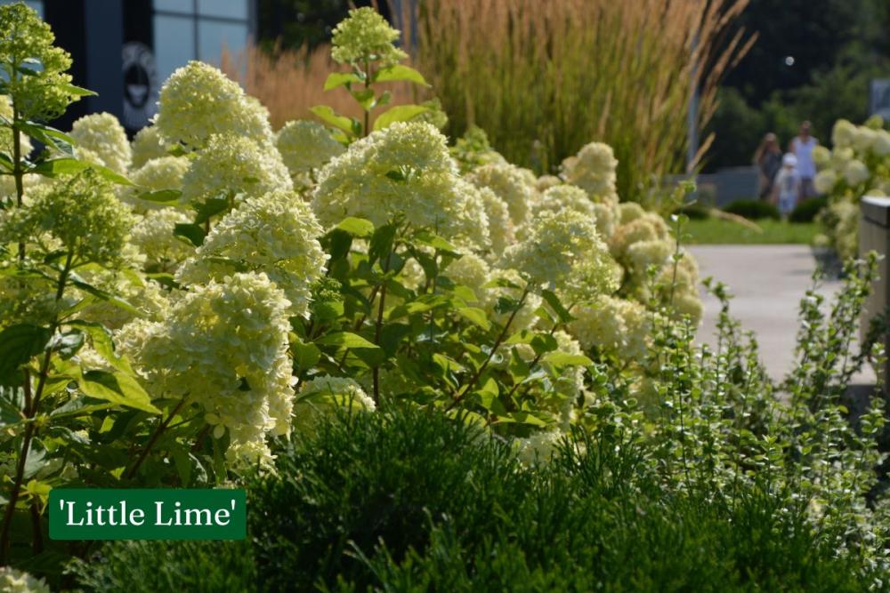 hortensia Little Lime