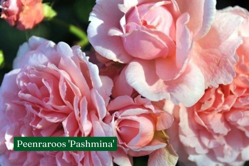 Roos Pashmina