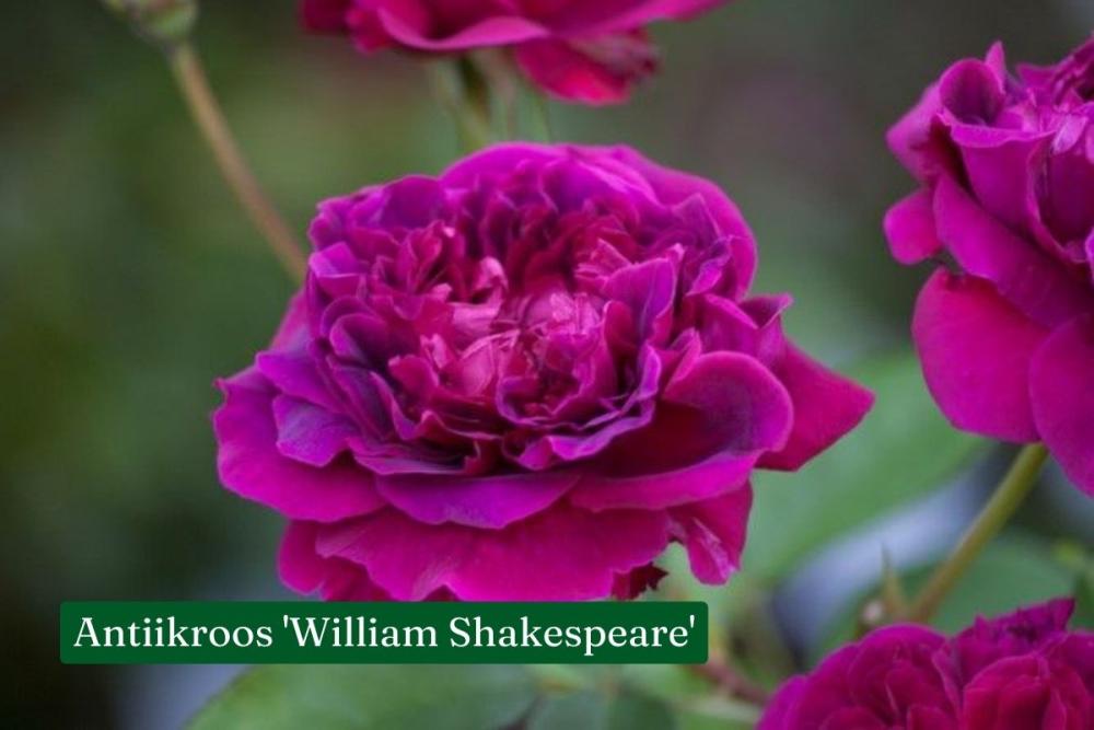 Roos William Shakespeare