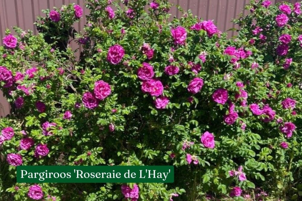Roos Roseraie de L'Hay  