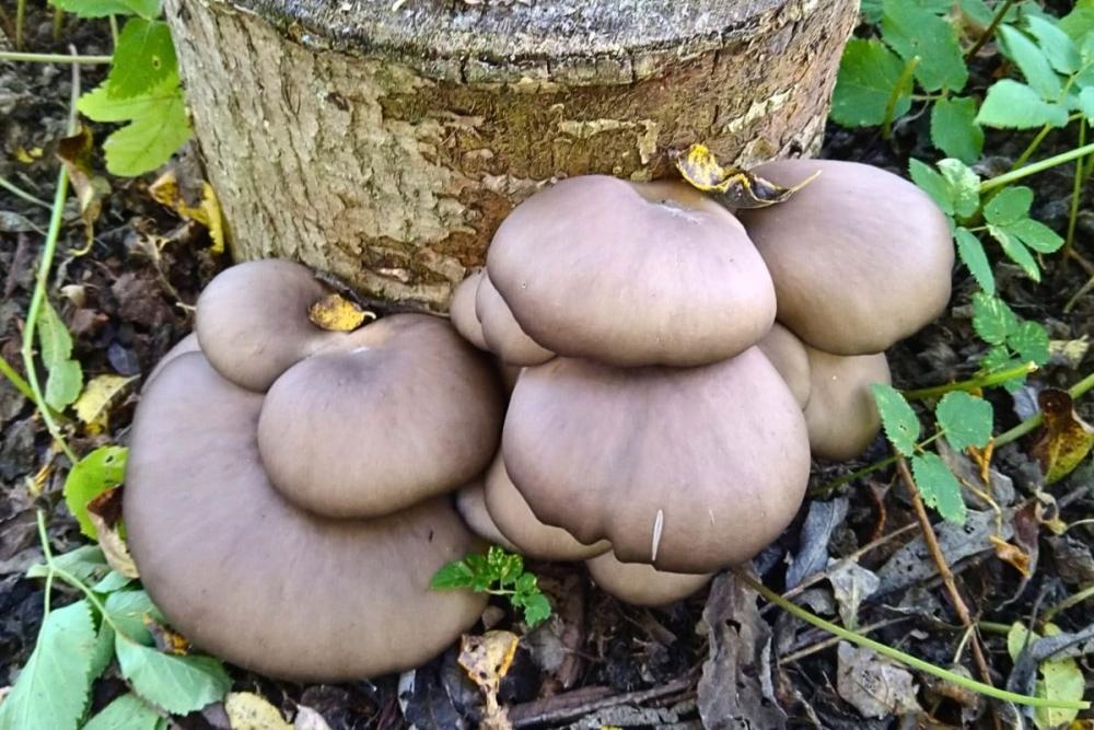 austerserviku seenepakk