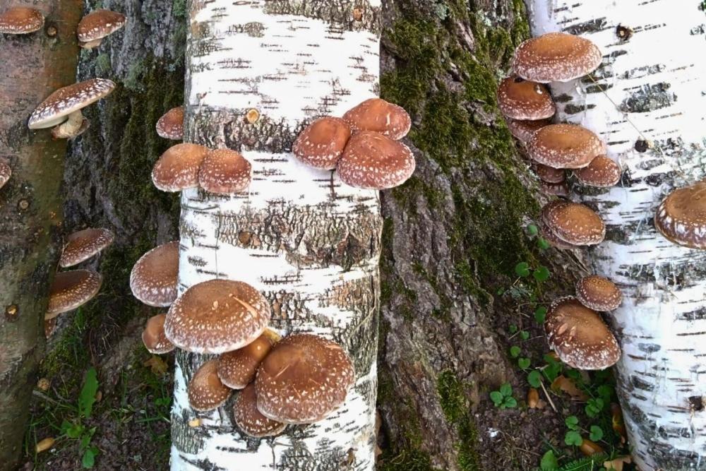 shiitake seenepakk