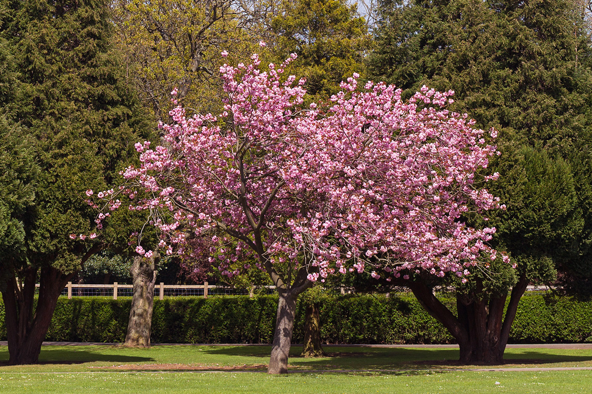 Prunus'Accolade' dekoratiivkirsipuu ilupirsipuu juhani puukool