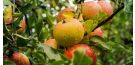 ’Maasikõun’ – vana mõisaaedade õun nüüd müügil!