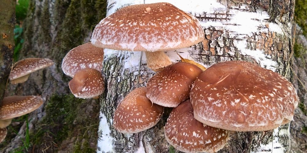 Seenekasvatus koduaias: austerservik ja šiitake seenepakul