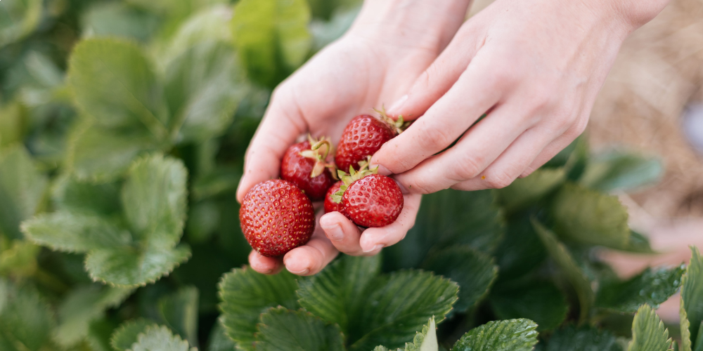 Soodne võimalus maasika frigotaimede ettetellimiseks