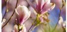 Magnoolia: killuke eksootikat koduaias 