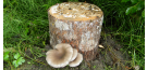 Uudis: tootevalikusse lisandusid austerserviku seenepakud
