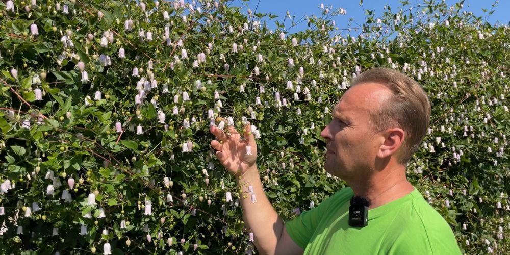 Maikuu taim: eriline ja erakordne õitseja: kuljus-elulõng 'Kaiu'