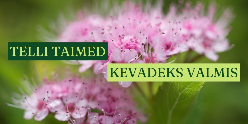 Taimede ettetellimine kevadeks – kuidas seda teha?