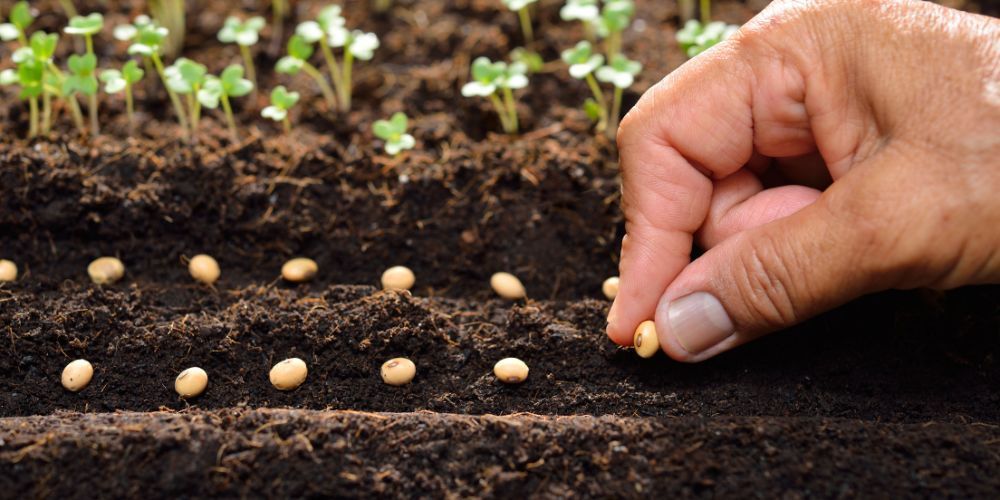 Seemned Juhani Puukoolis