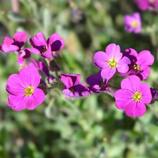 Aubrieetad