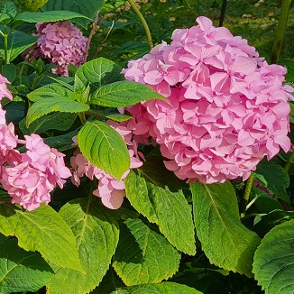 Suurelehine hortensia