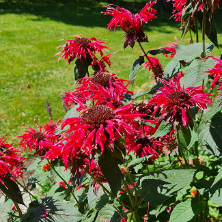 Monardad