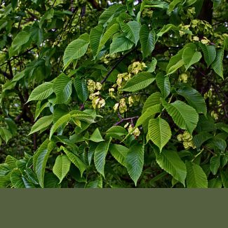 Jalakad ja künnapuud