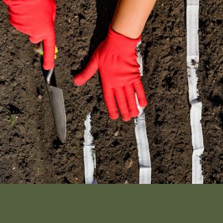 Seemnelindid ja -kettad