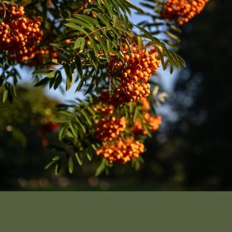 Pihlakad ja pooppuud