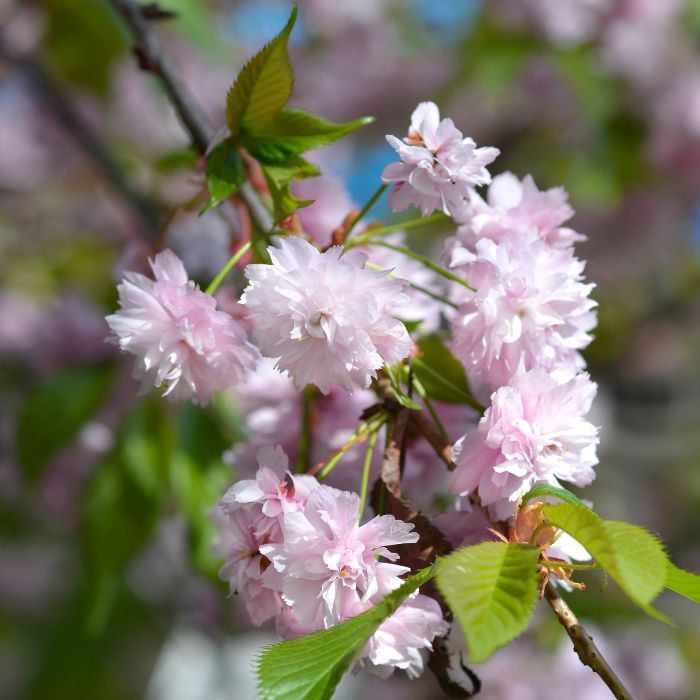 Ayollarning super katta kokraklari