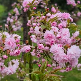 Porno qul mushuklarni yalaydi