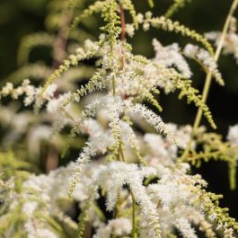 Astilbe 'Professor van der Wielen' - Shoot